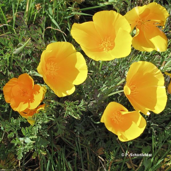 9Eschscholzia_californica.jpg