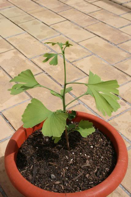 9Ginkgo16-4-08.jpg