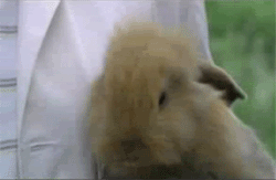 9h89e7l.gif