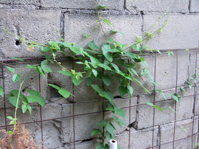 9mS1011584redbSR.jpg