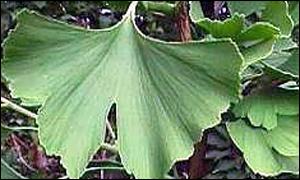 _1515386_ginkgo300.jpg
