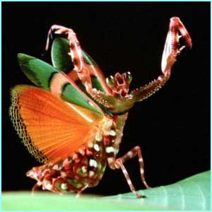 _1933375_mantis300.jpg