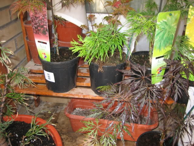 _20080423_662.jpg