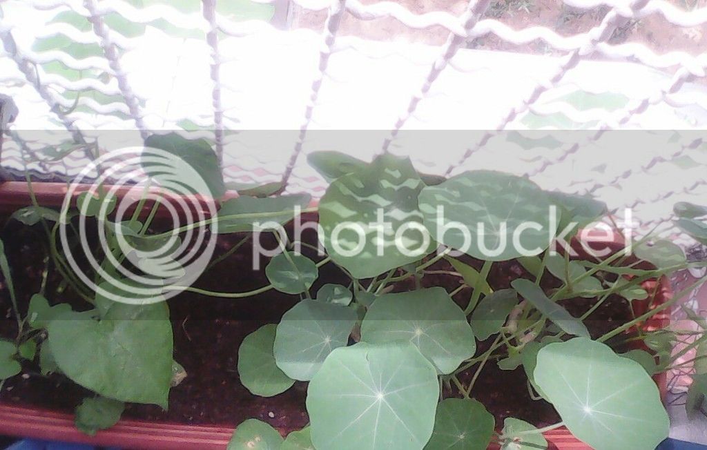 _20150514_124711_zpsrcbv8rkh.jpg