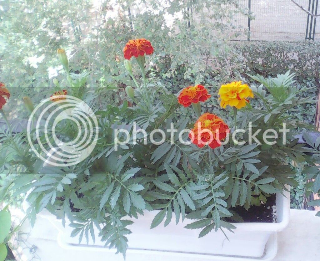 _20150602_111739_zpsrf9iyfak.jpg