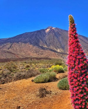 _3_1279_10113_tajinaste_rojo_en_los_alrededores_del_teide_turismo_tenerife.jpg