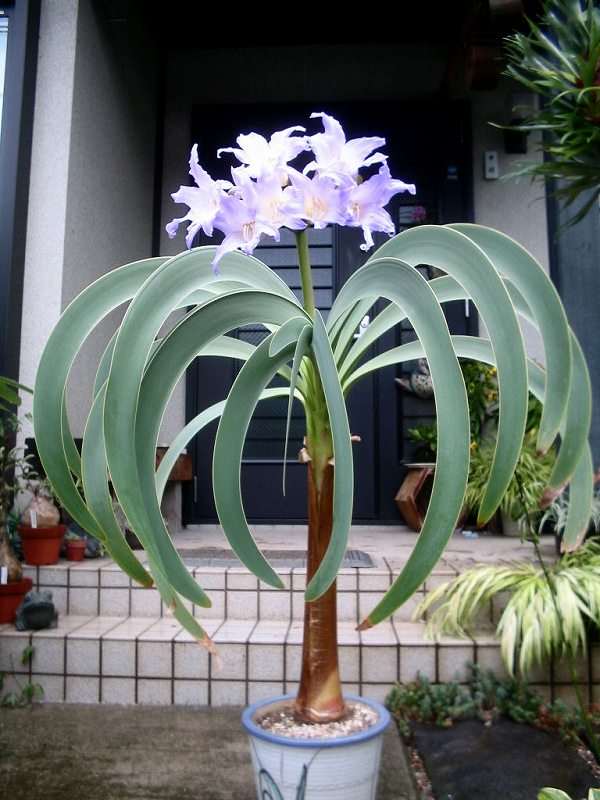 _bulb_a1158239179kikoka_1.jpg
