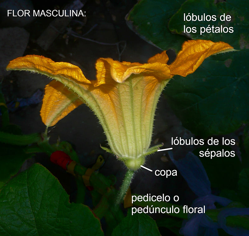 _de_Angola%22_semiller%C3%ADa_La_Paulita_-_flor_masculina_%28AM01%29_vista_lateral_con_etiquetas.jpg