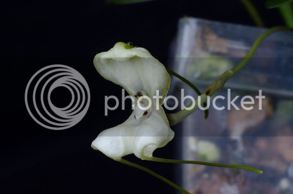 _DSC0007_zpswcf7pfbo.jpg
