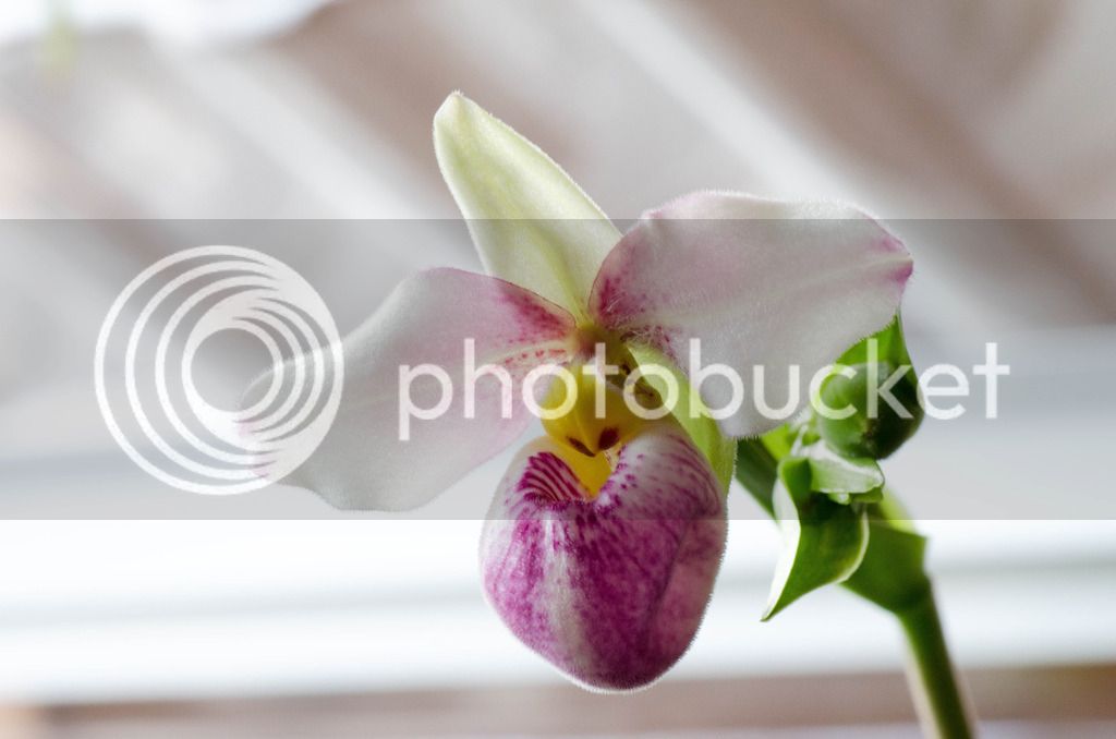 _DSC0068_zpspctn5xec.jpg