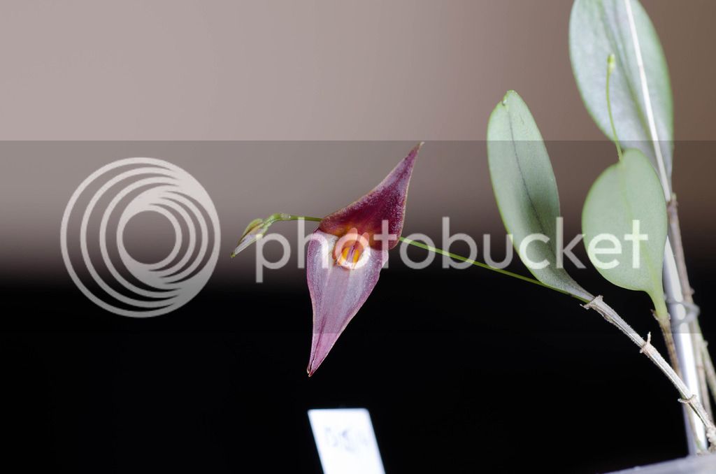 _DSC0107_zpsfggvuer0.jpg