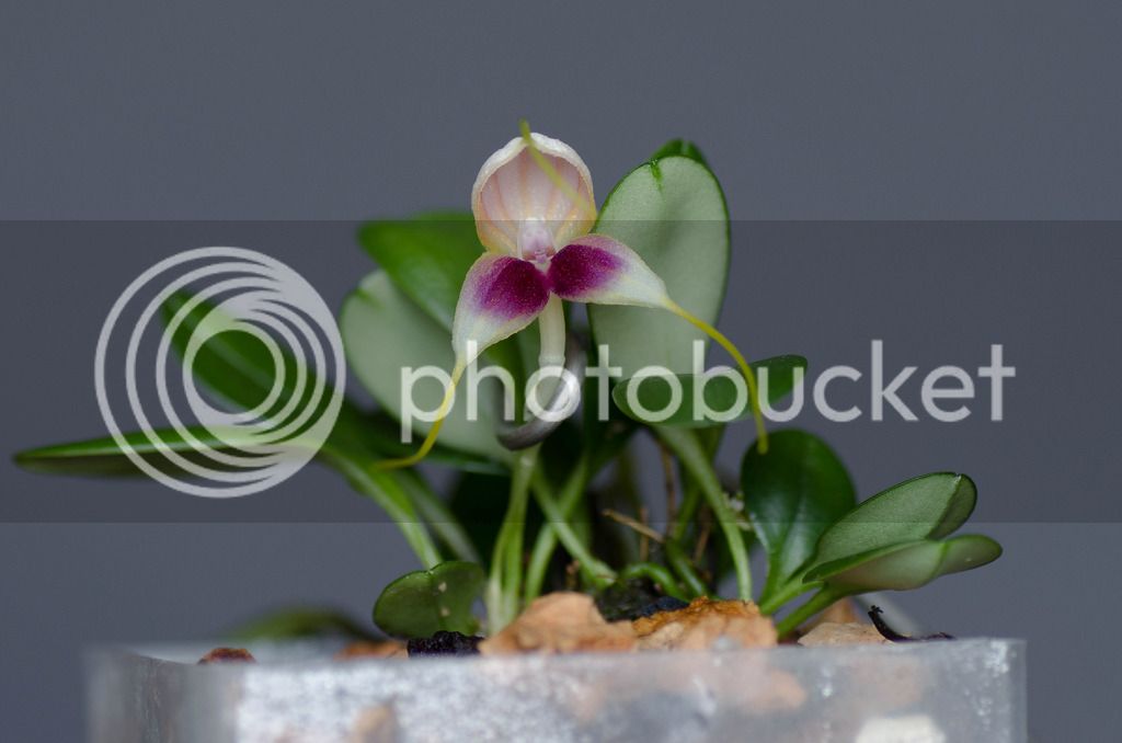 _DSC0119_zps3iaicqtj.jpg