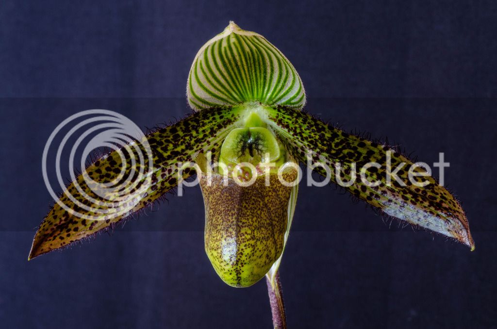 _DSC0148_zpseum0ioe4.jpg
