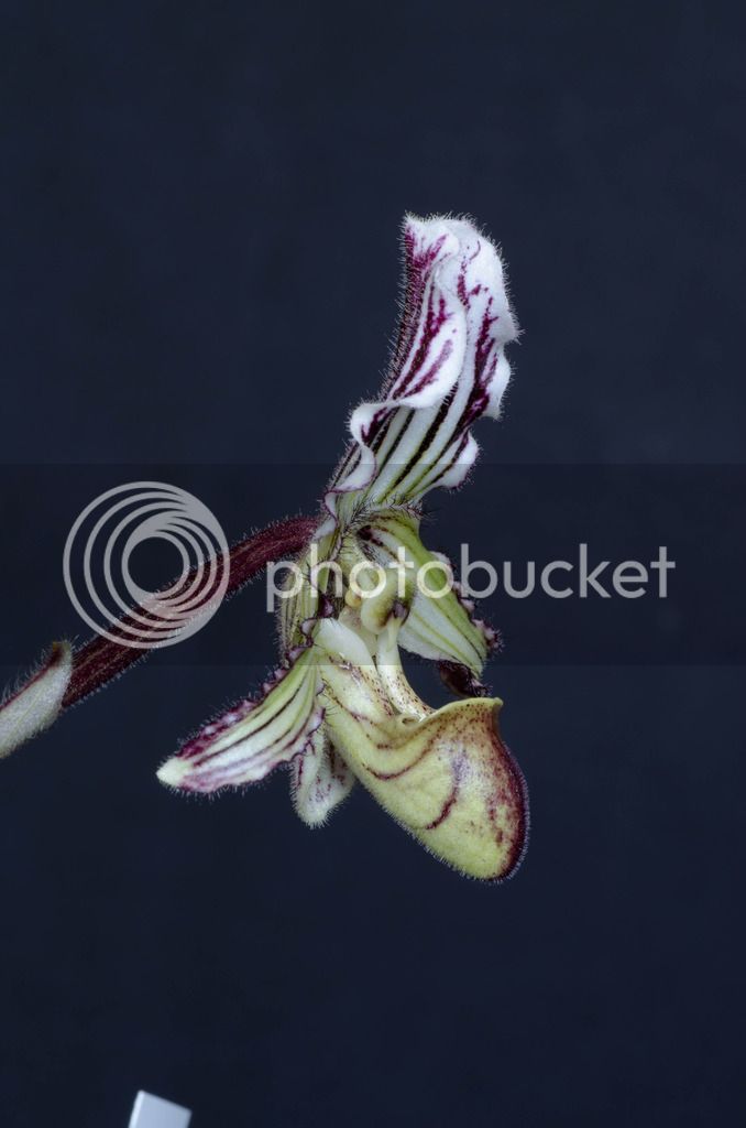 _DSC0197_zps7cmzwpha.jpg