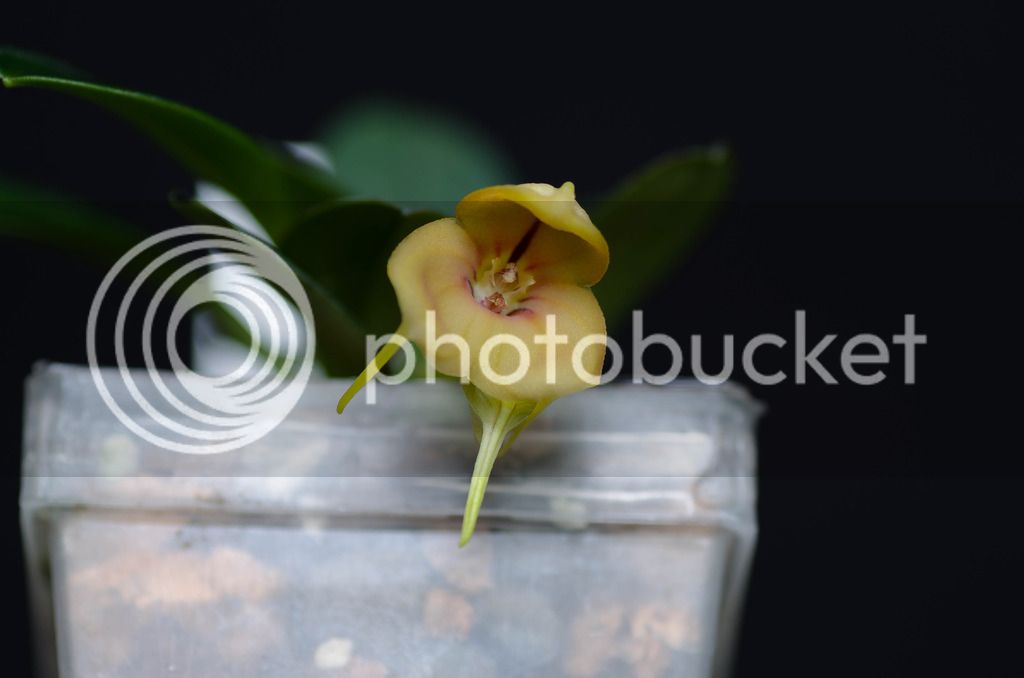 _DSC0266_zpspvvlujcm.jpg