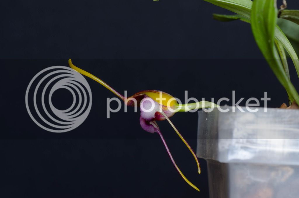 _DSC0297_zpsdgrunuqh.jpg