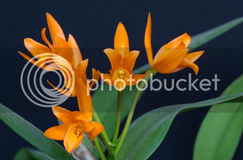 _DSC0298_zpsdyiexnaa.jpg