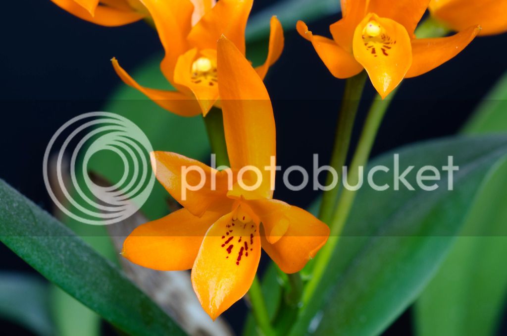 _DSC0299_zps086r2ptc.jpg