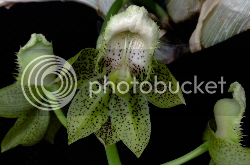 _DSC0324_zpsozb8rf7q.jpg
