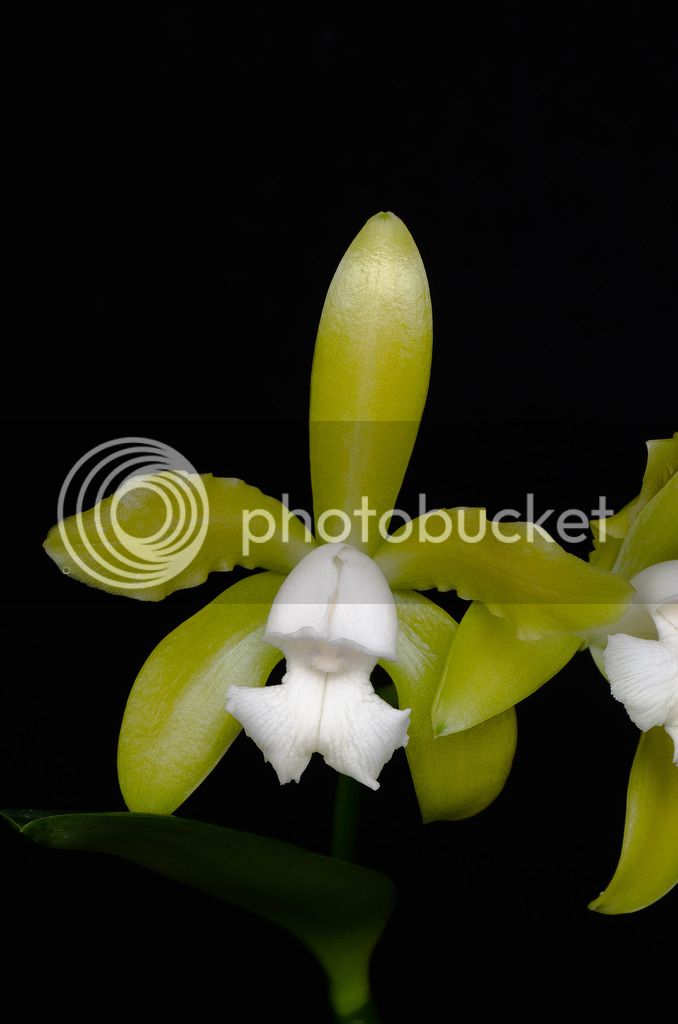 _DSC0328_zpstjj9xsp2.jpg