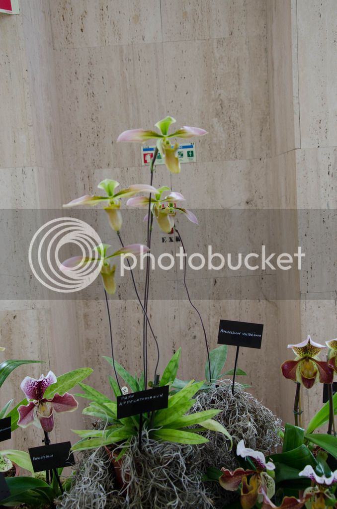 _DSC0504_zpsnvwzovod.jpg