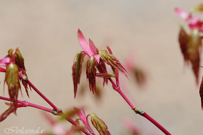 _DSC2114rec-1.jpg