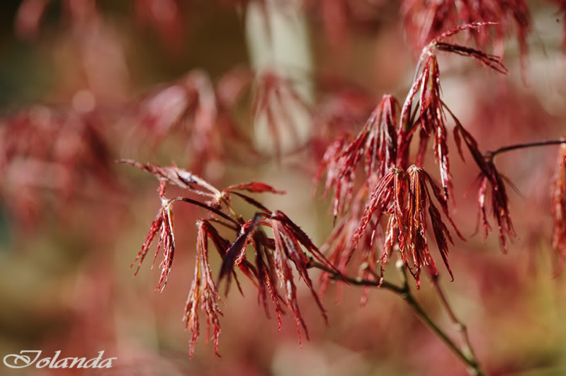 _DSC2683rec.jpg