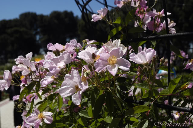 _DSC5927copia.jpg