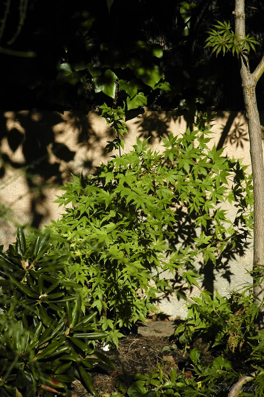 _DSC8846copia.jpg