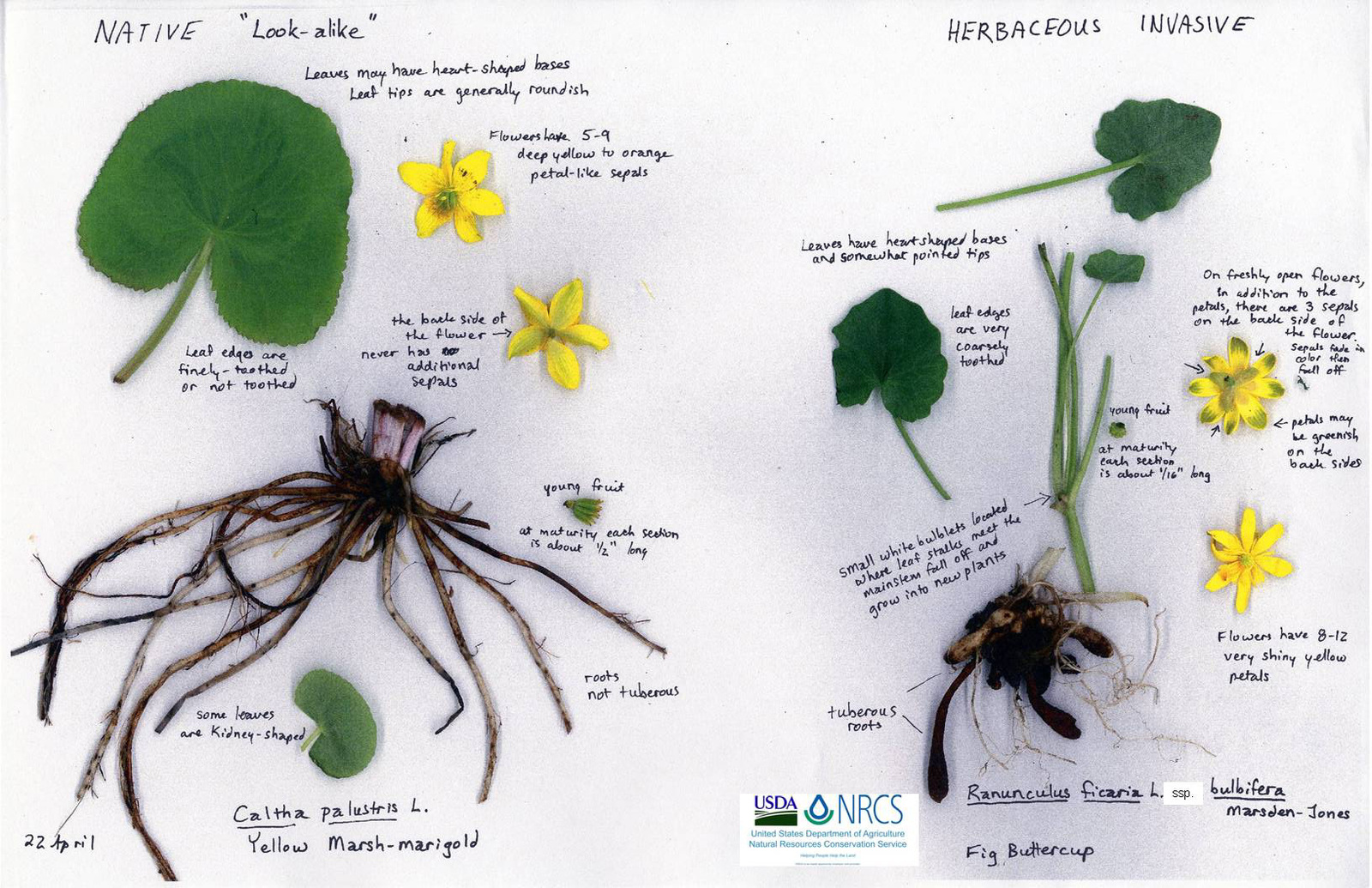 _images_invasiveplants_ranunculusficaria-vs-calthapalustris.jpg