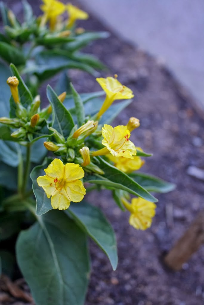 _MG_0416.JPG