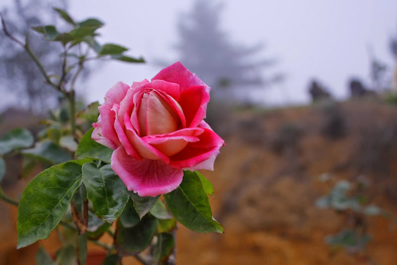 _MG_0814.JPG