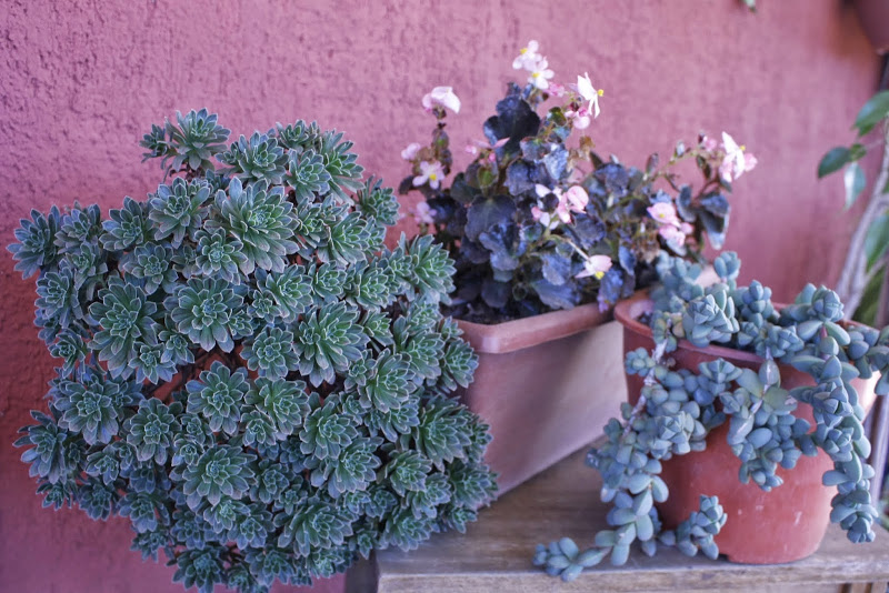 _MG_1133.JPG