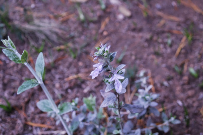 _MG_1484.JPG
