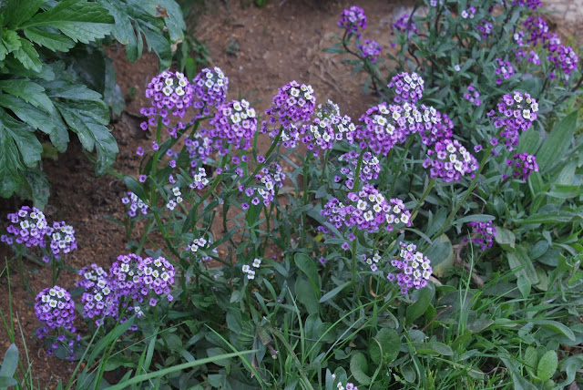 _MG_1738.JPG