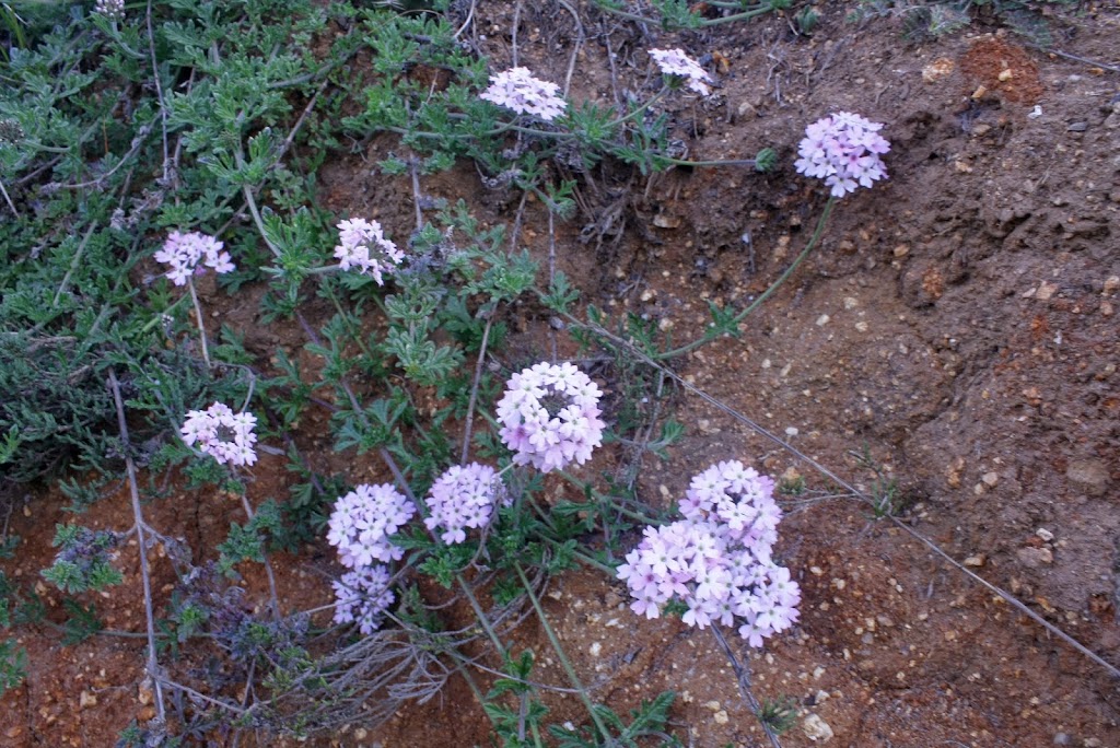 _MG_1981.JPG