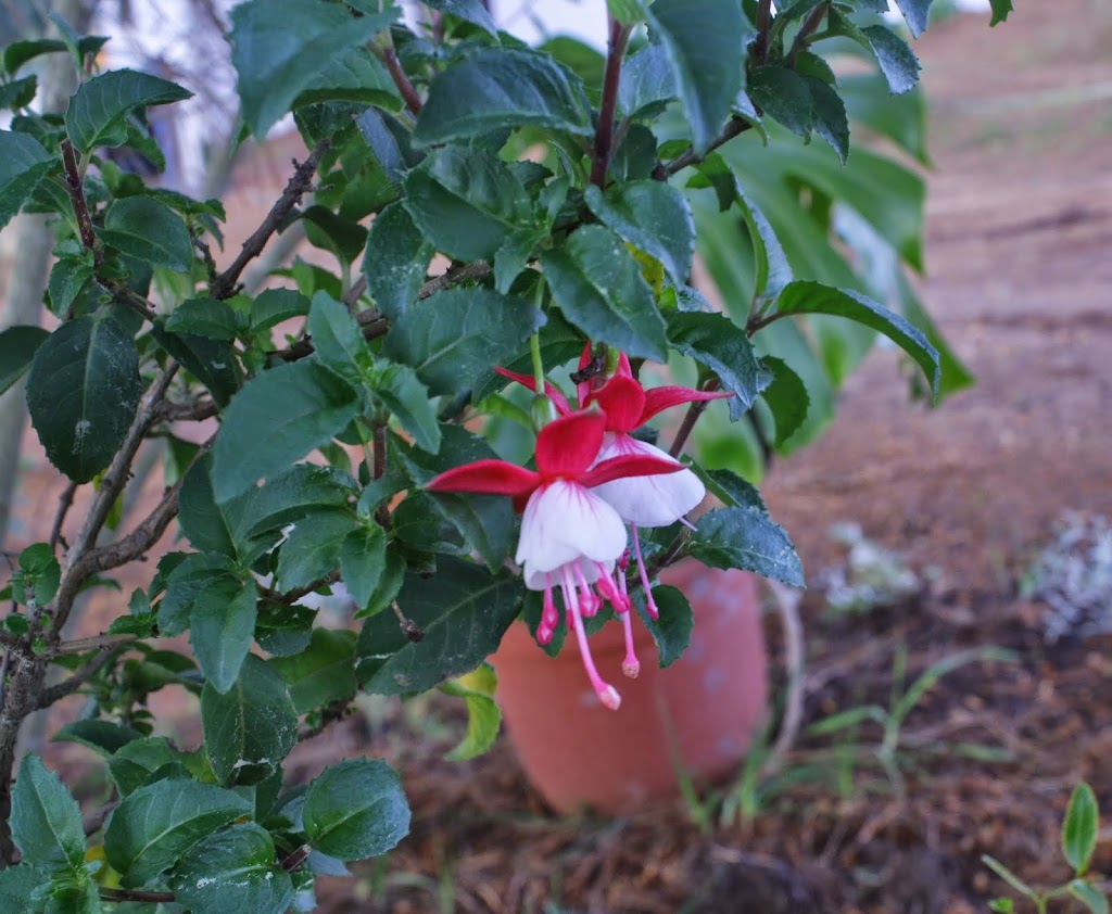_MG_2080.JPG