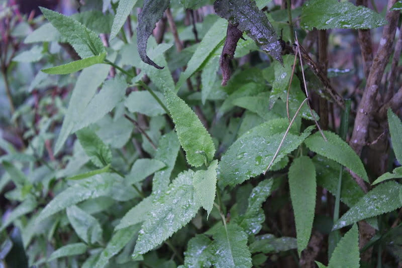 _MG_2352.JPG