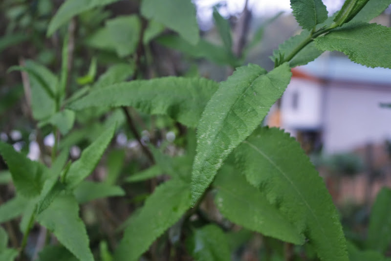 _MG_2353.JPG