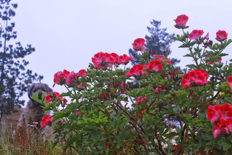 _MG_2650.JPG