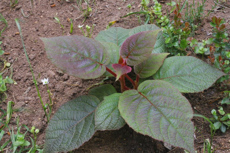 _MG_2731.JPG
