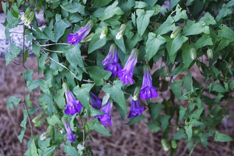 _MG_3234.JPG
