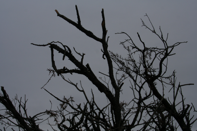 _MG_4754.JPG