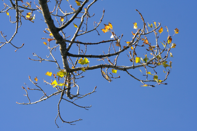 _MG_5261.JPG