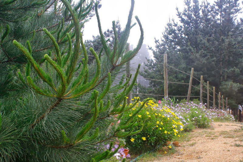 _MG_9132.JPG
