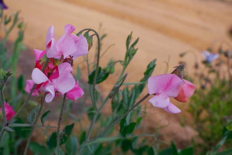 _MG_9495.JPG