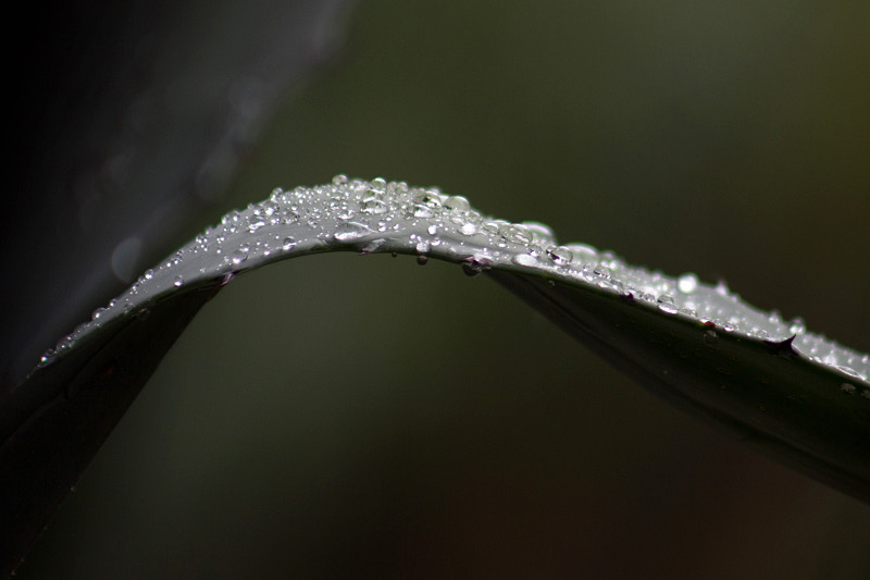 _MG_9561.jpg