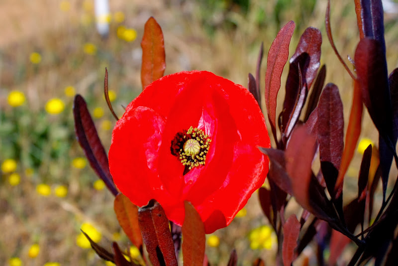 _MG_9562.JPG