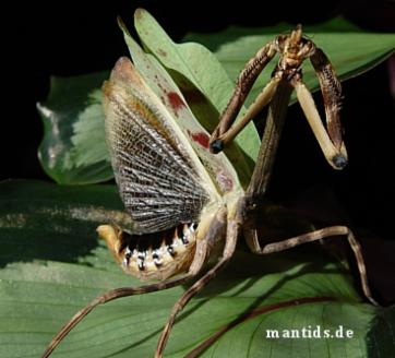 _wsb_362x326_Phyllovates.JPG