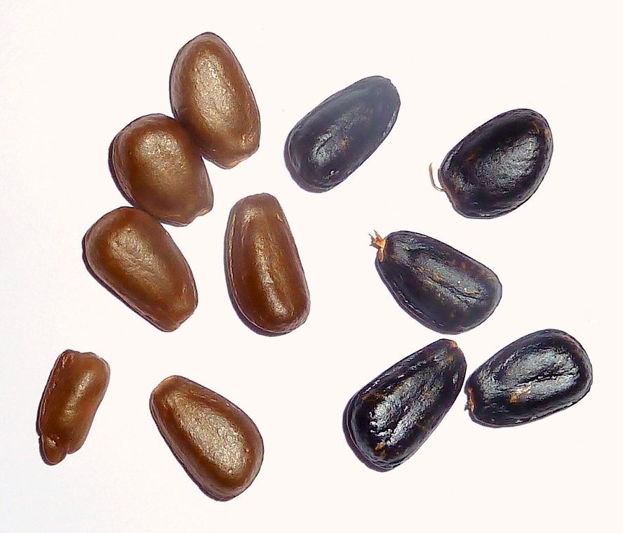 A._cherimola-seeds-2.jpg